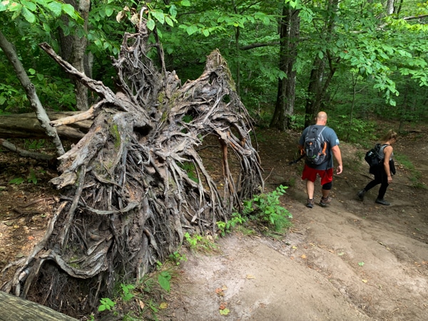An uprooted tree along a hiking trail. The tree has fallen over, showing its roots. 