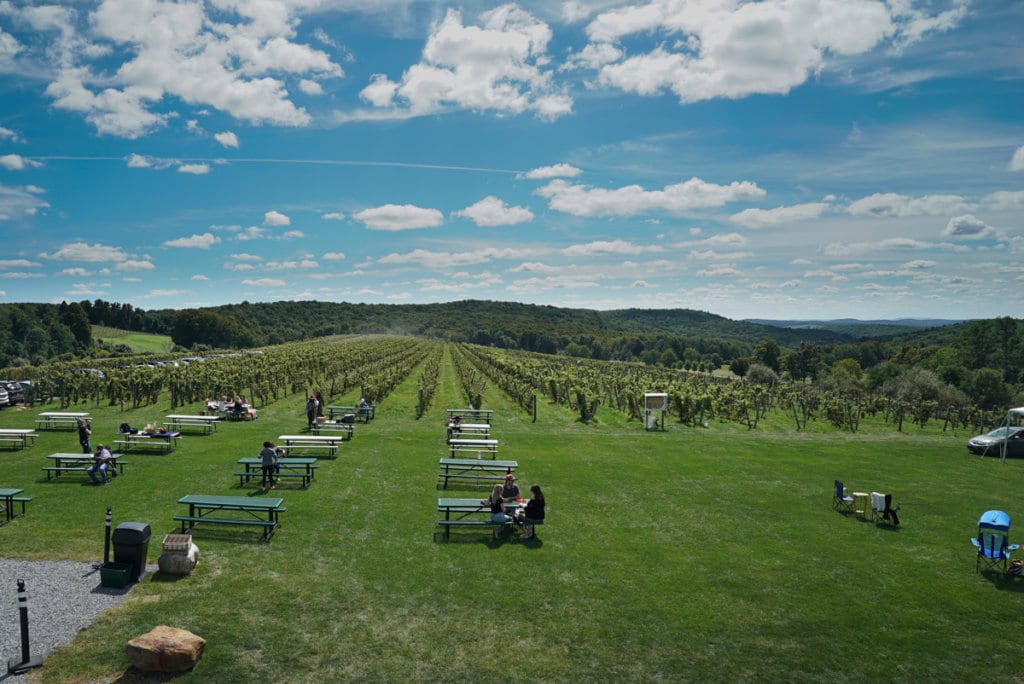 Three rows of picnic tables on a large lawn, with rows of grape vines beyond them. 