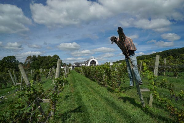 A scarecrow in a vineyard.