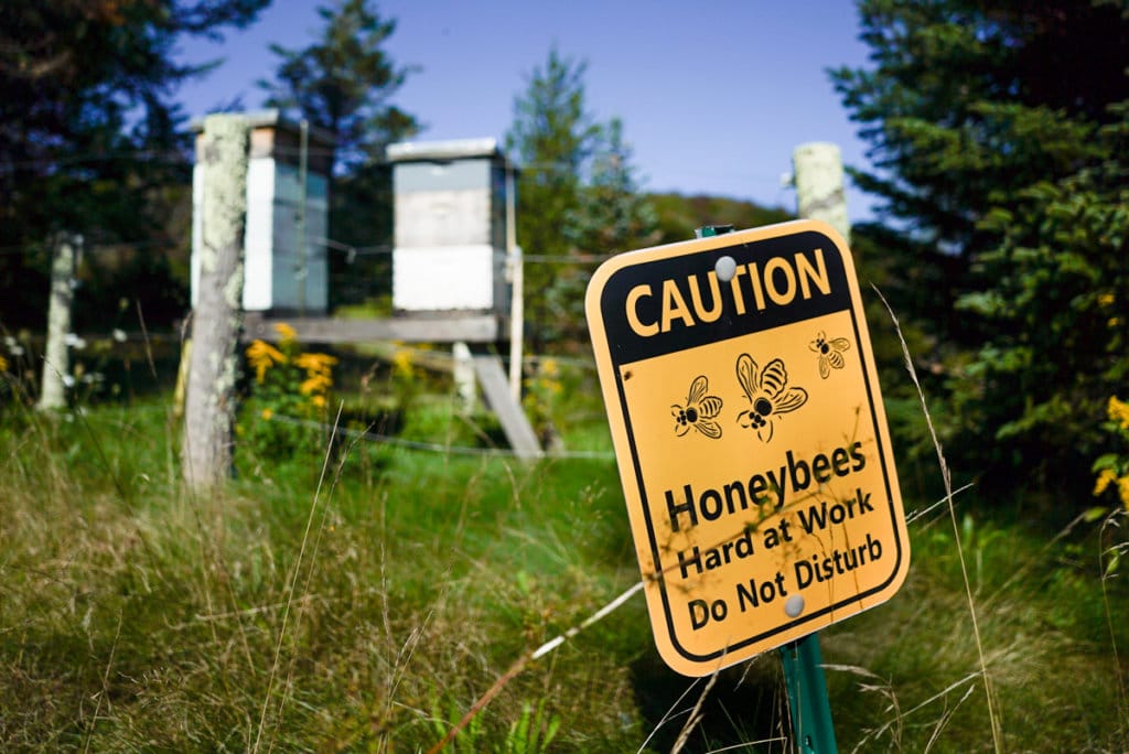 A sign stuck that says, "Caution: Honeybees Hard at Work. Do Not Disturb." Two white beehives are in the background.