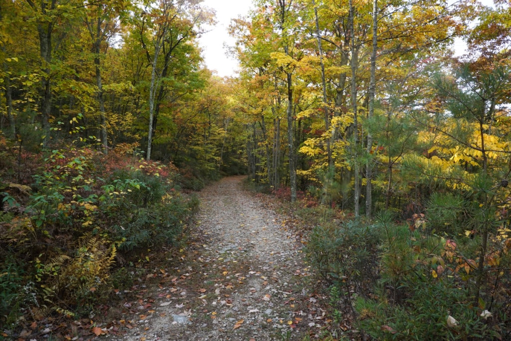 Hiking trail covered with fallen leaves. 