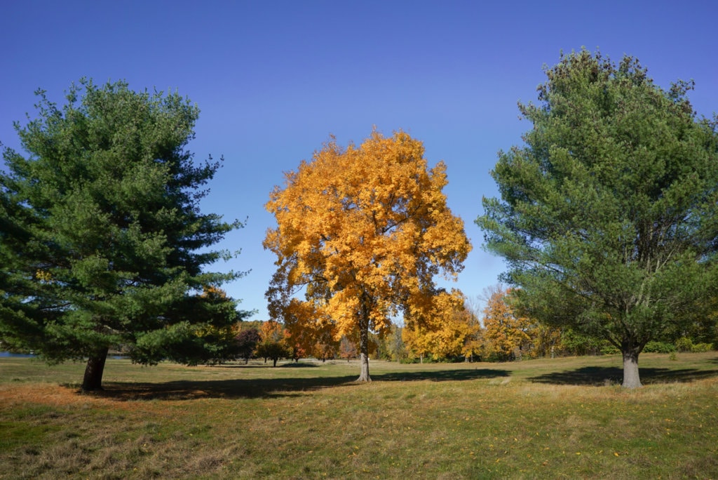 Three trees in a row, all approximately the same height. The middle one has bright yellow leaves, while the ones on either side of it have green leaves. 