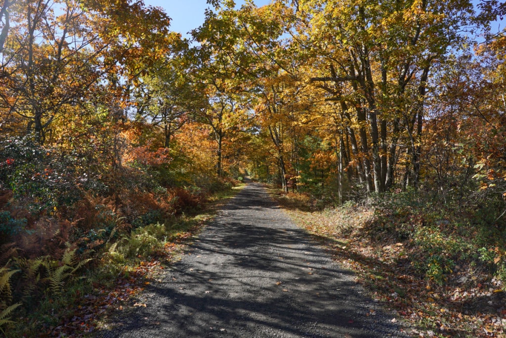 A flat hiking trail lined on both sides by trees whose leaves have turned yellow and orange.