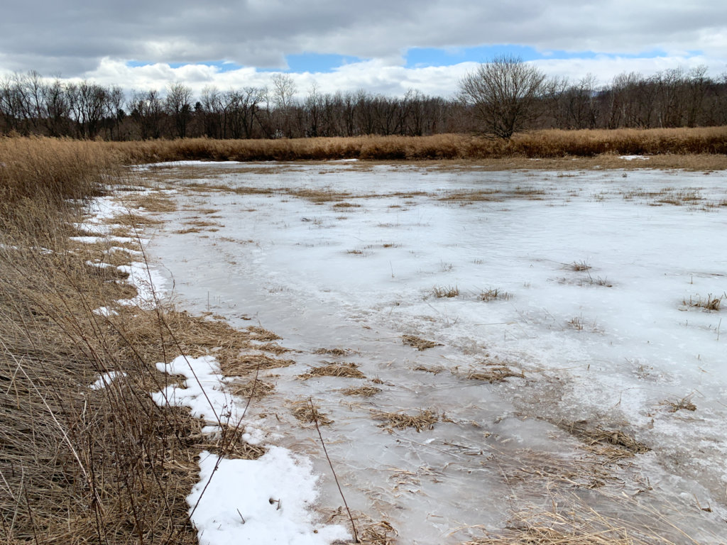 Frozen marsh surrounded by tall weeds. 