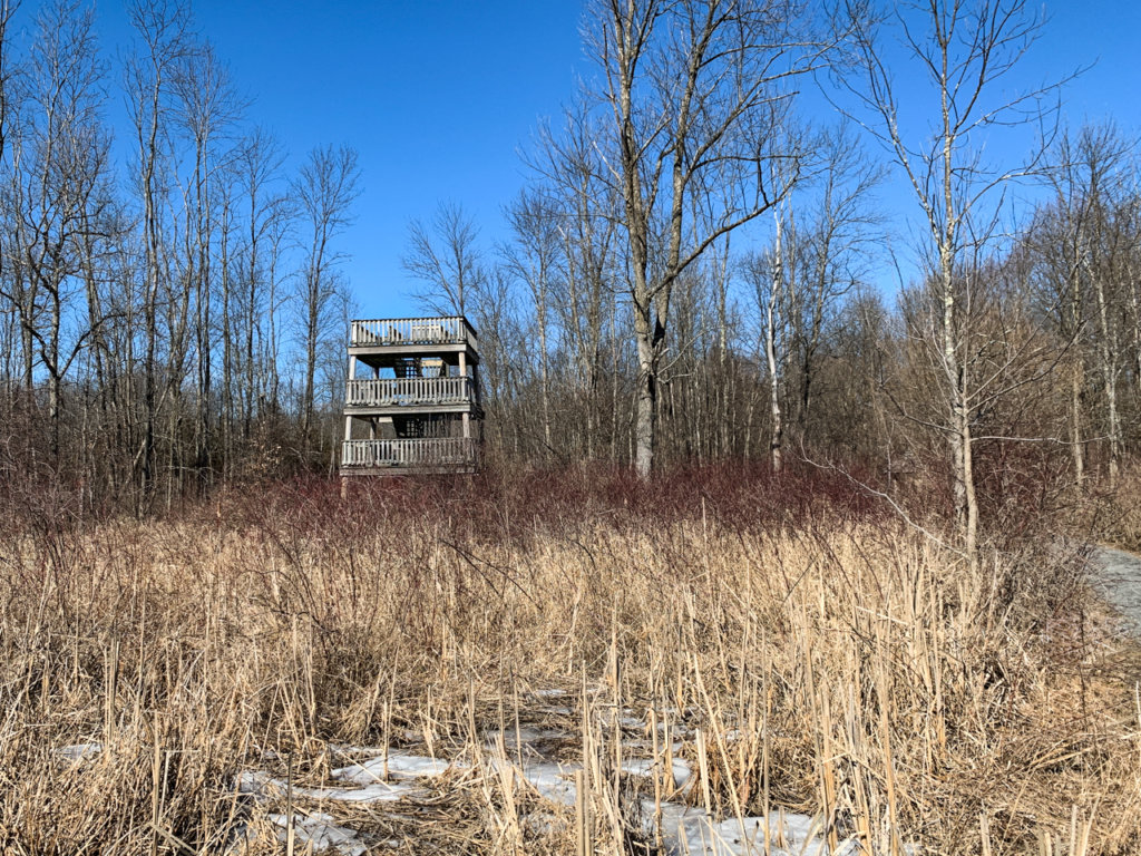 Four-story birdwatching tower in the distance.