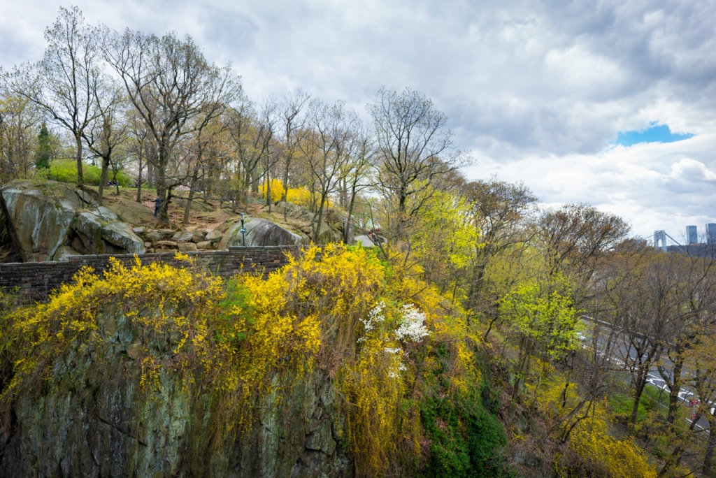 A rocky cliffside in the park covered in bushes of yellow flowers. 