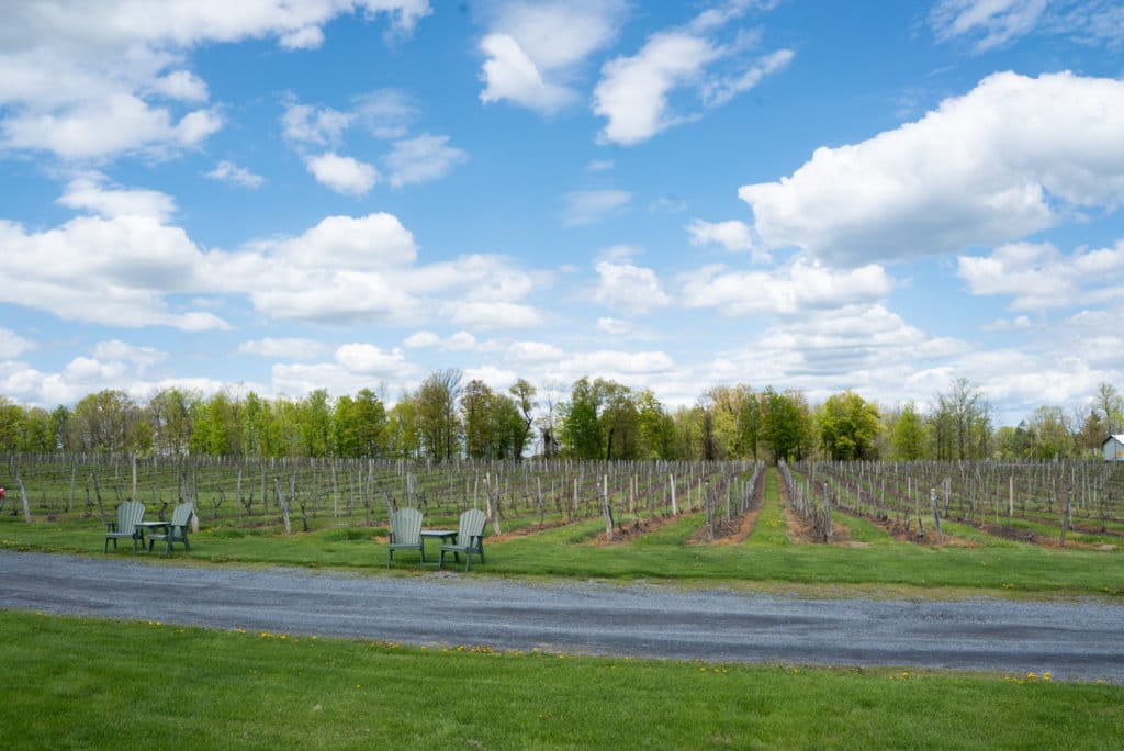 Two pairs of Adirondack chairs sitting in front of a vineyard. 