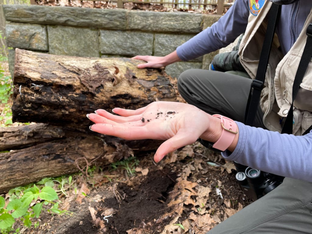 A woman holding insects she found under a log in the park. 