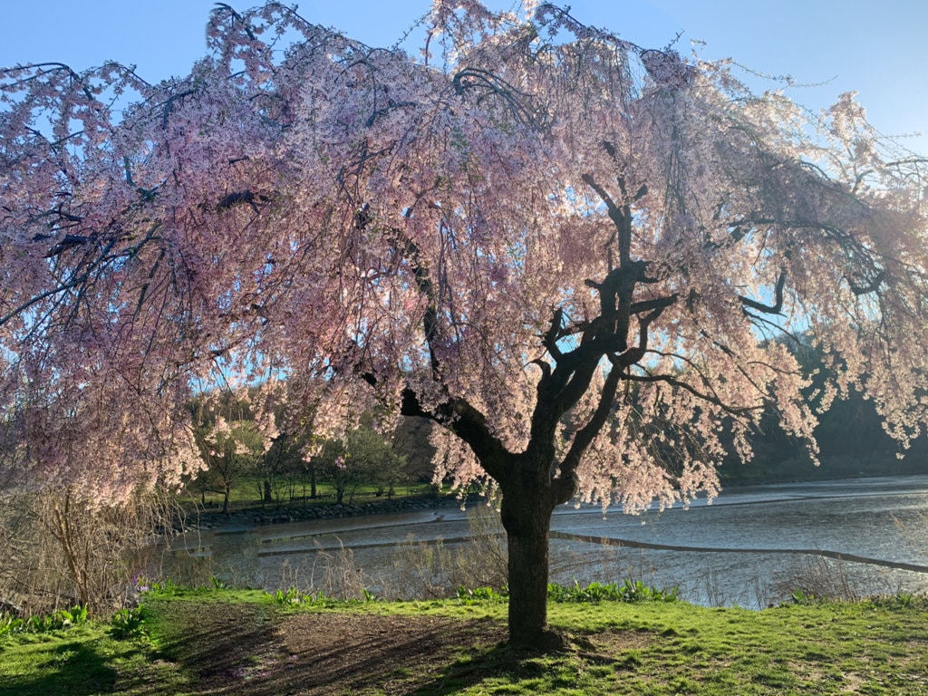 A tree in the park in full bloom with pink flowers. 