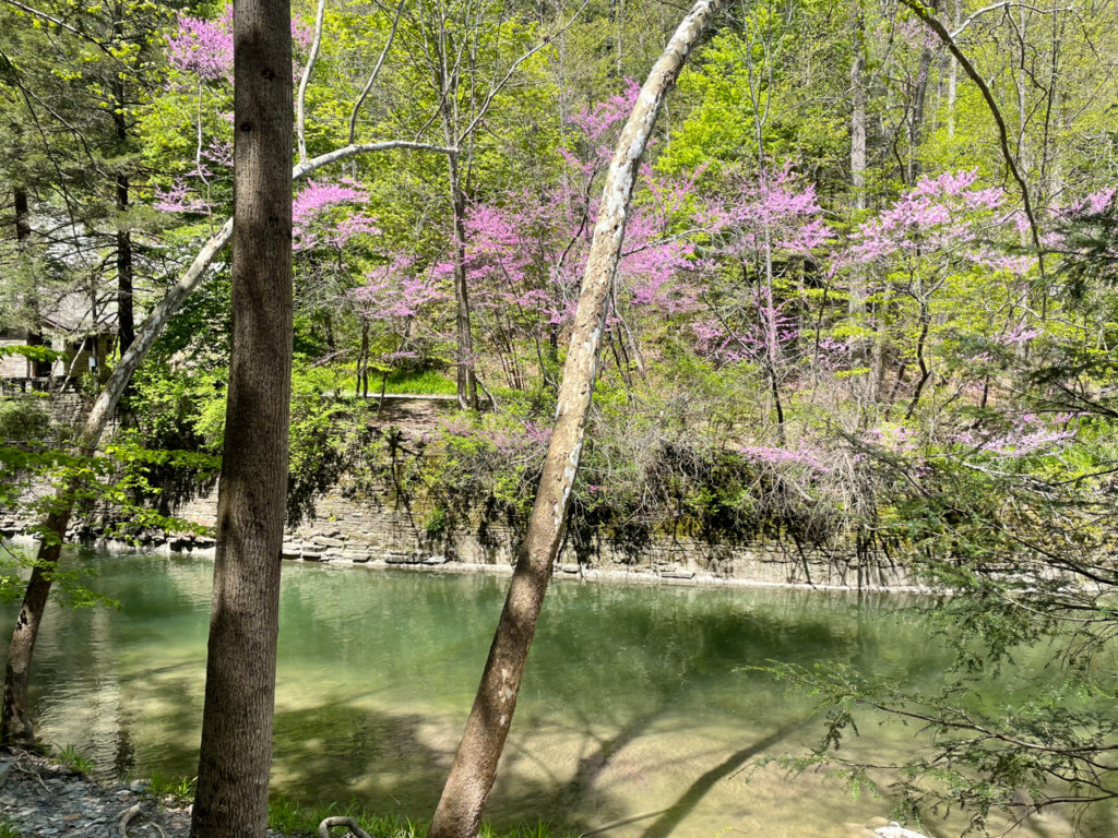 A river lined with trees in bloom with pink flowers. 