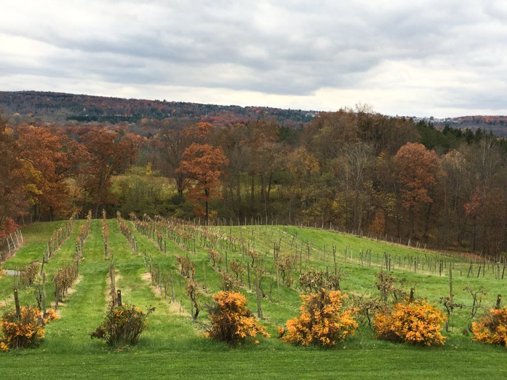 Several rows of vineyards. Trees in the background all have rust-colored leaves. 