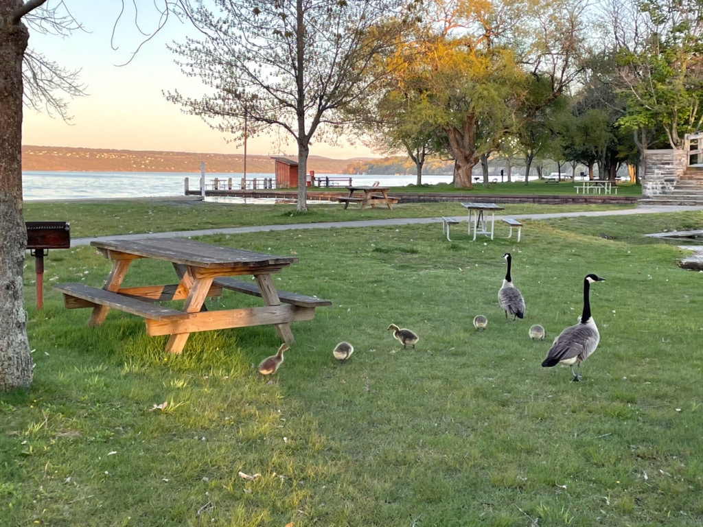 Two adult geese and five baby geese in the park near the lake. 