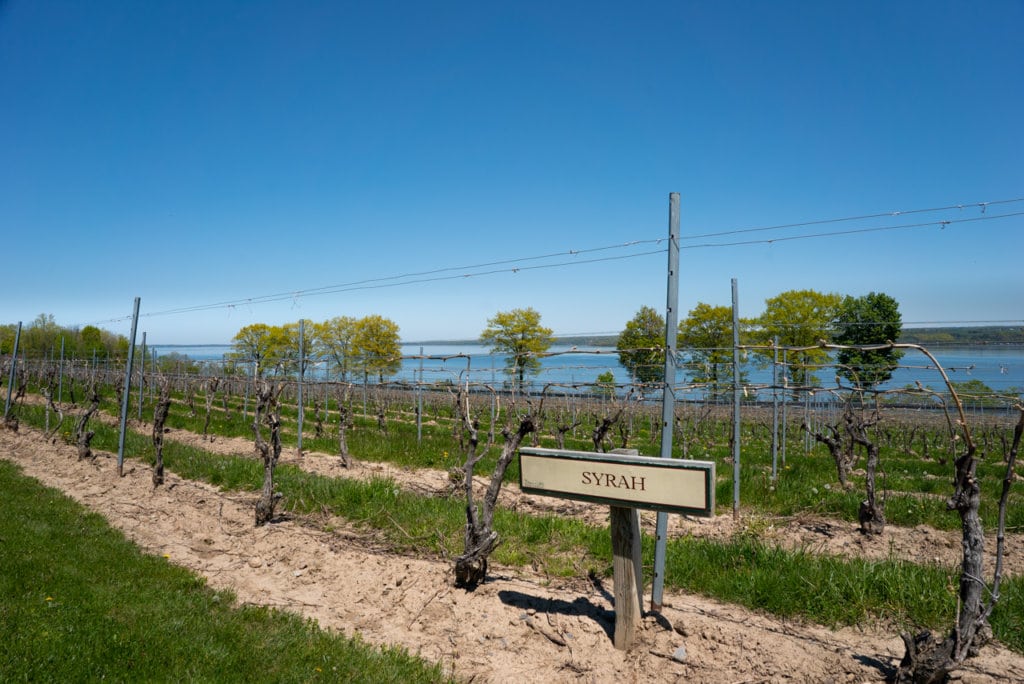 A vineyard with a sign in front that says, Syrah. The lake is in the background. 