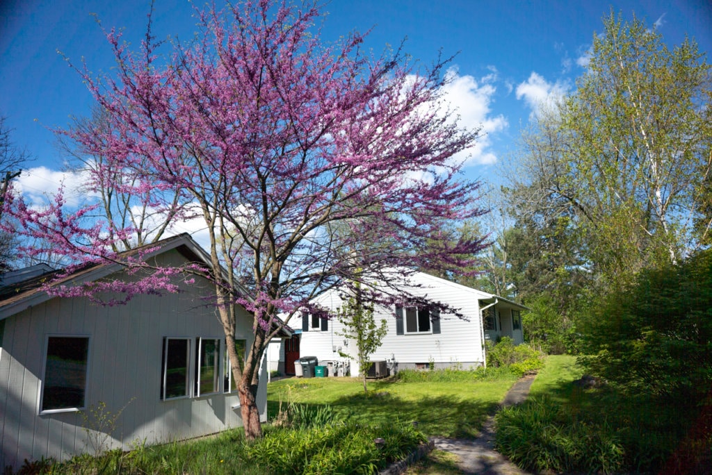 A tree with blooming pink flowers stands in front of two small white houses. 