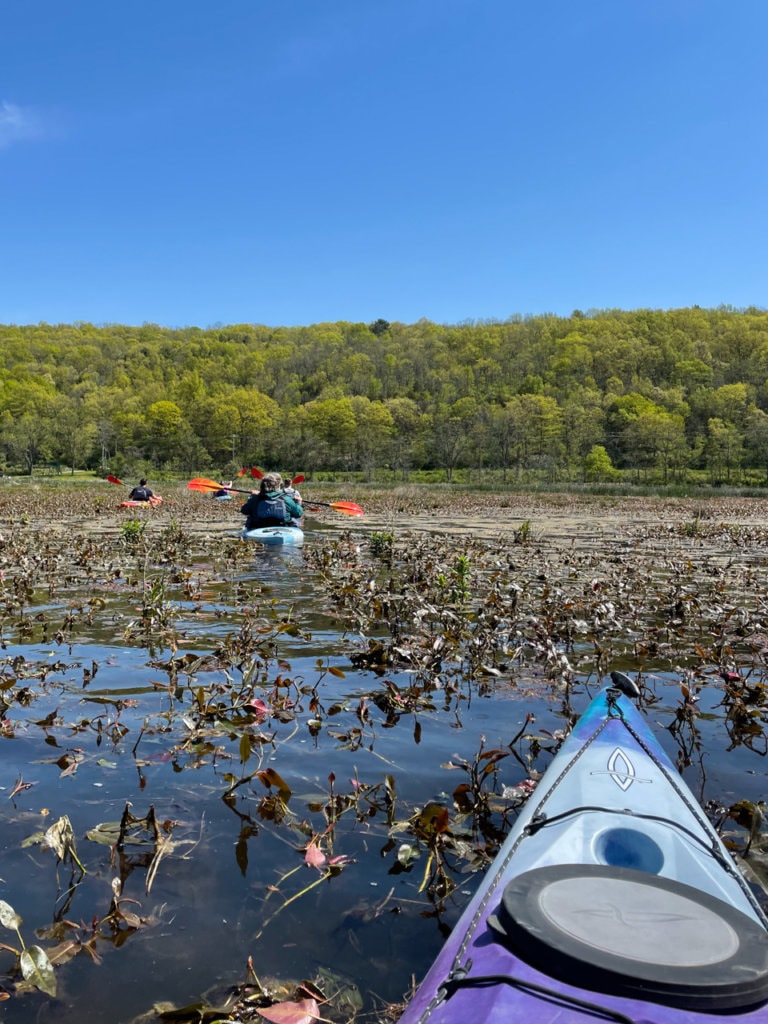 Several people kayaking on a marsh that is full of water plants. 