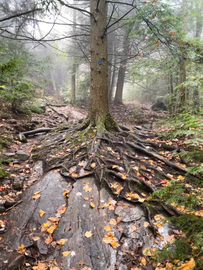 Tree with exposed roots growing over a large boulder on a hiking trail in Lake George.