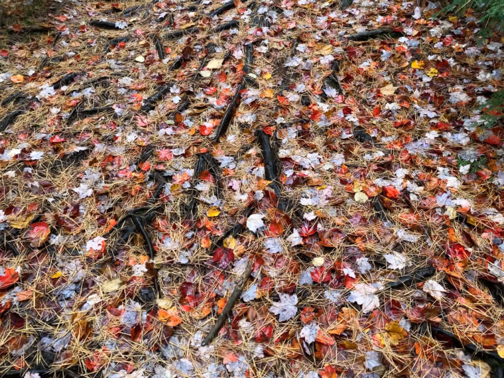 Colorful leaves and pine needles cover tree roots on a Lake George hiking trail. 