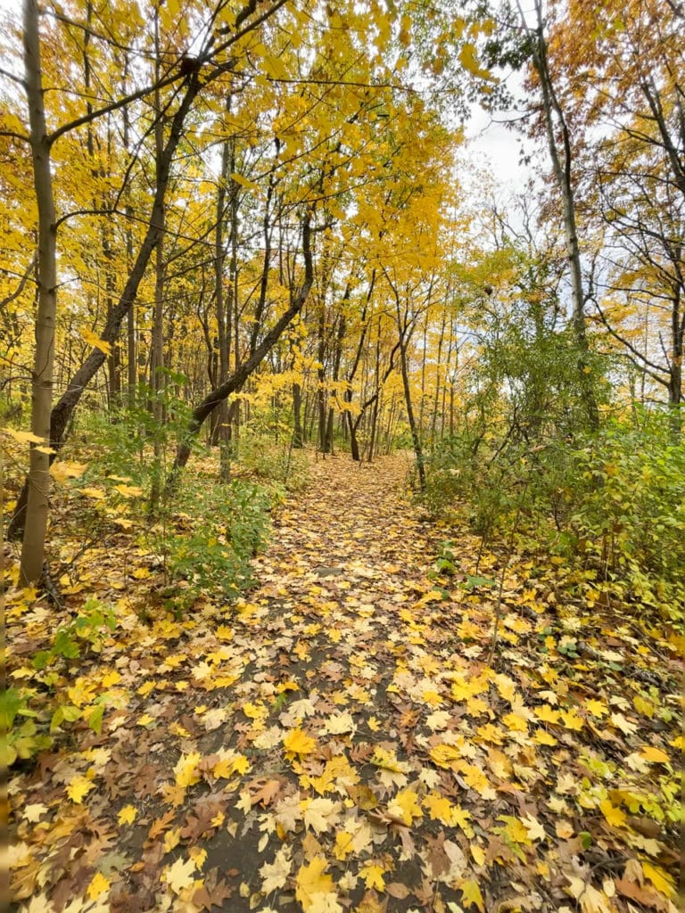 Hiking trail covered with autumn leaves.