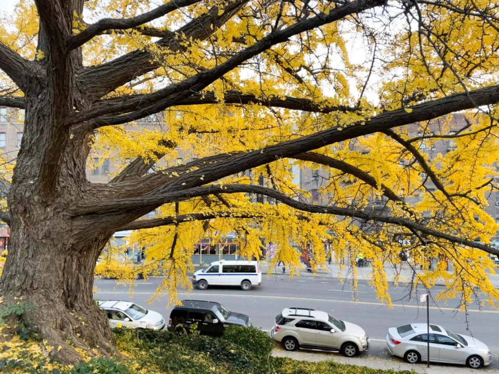 Large tree with yellow leaves on a hill in Isham Park, looking out over Broadway. 