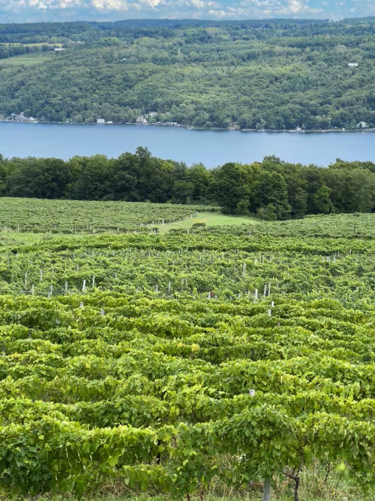 Lush green vineyards growing on the shores of Keuka Lake in the Finger Lakes, NY.
