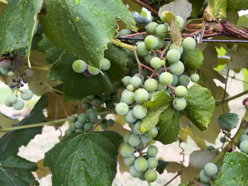 Close-up shot of grape vines.