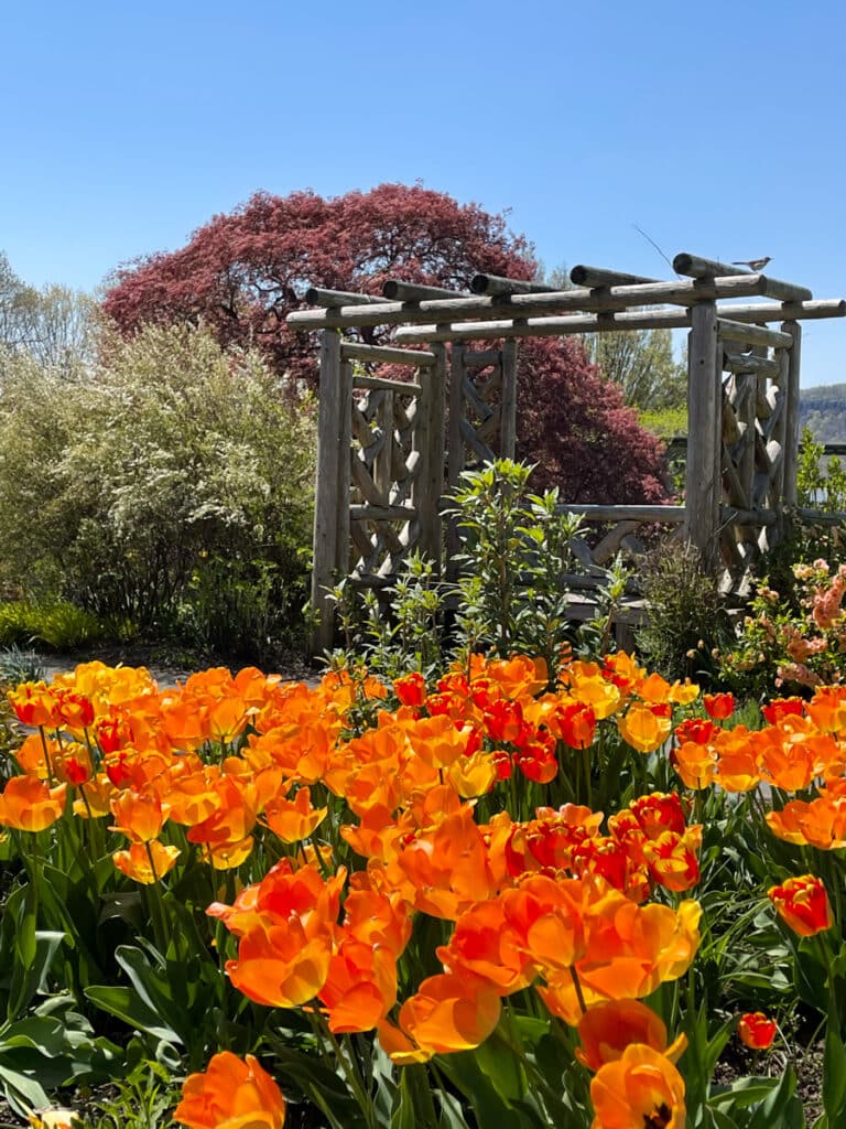 Orange flowers and a pergola at Wave Hill in The Bronx, New York City.