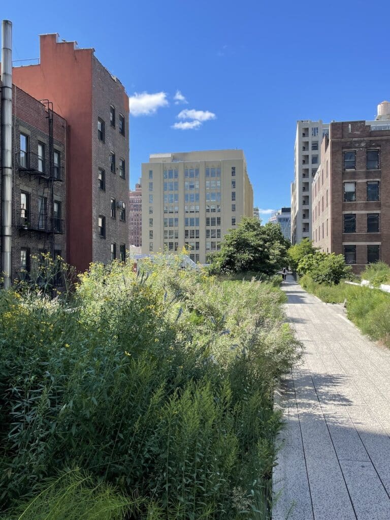The High Line walkway with tall flowers and grasses growing on either side of it.