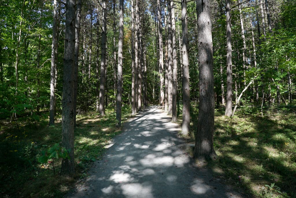 A flat gravel forest trail lined by tall trees on both sides. 