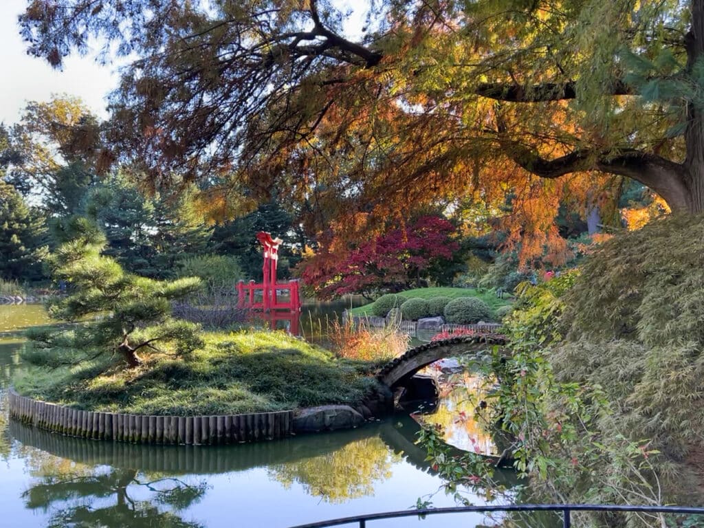 A Japanese garden and pond in the fall.