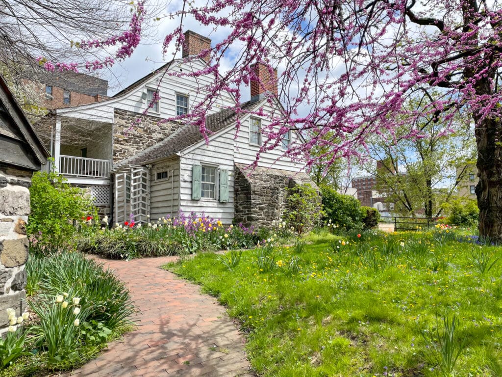 Pink cherry blossoms in front of a white 18th century Dutch-style farmhouse in New York City.