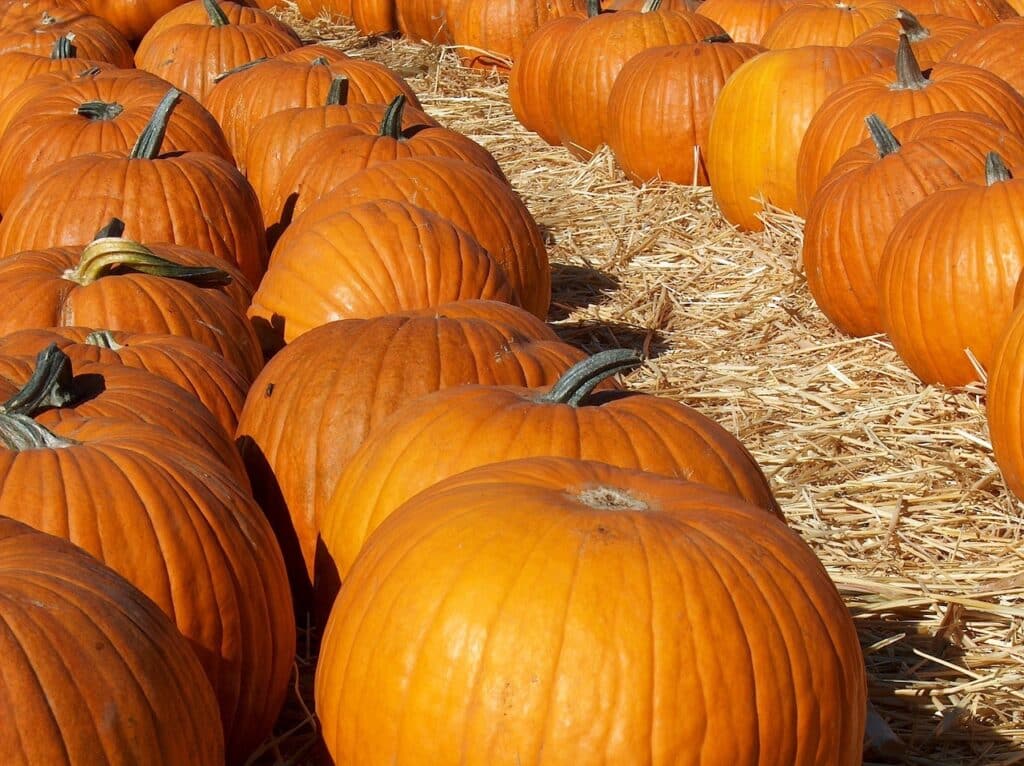 Three rows of pumpkins in a pumpkin patch.