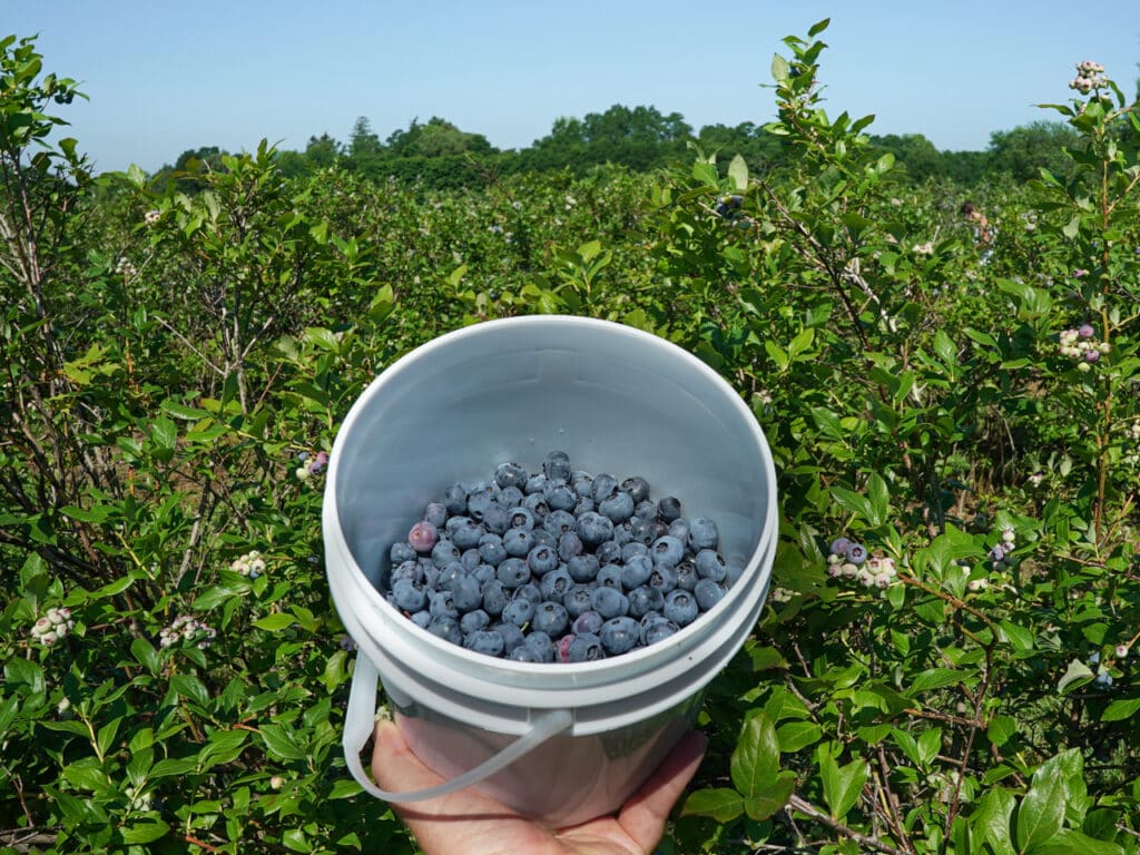 A person's hand holding a white plastic bucket half-full of blueberries, with blueberry bushes in the background. 