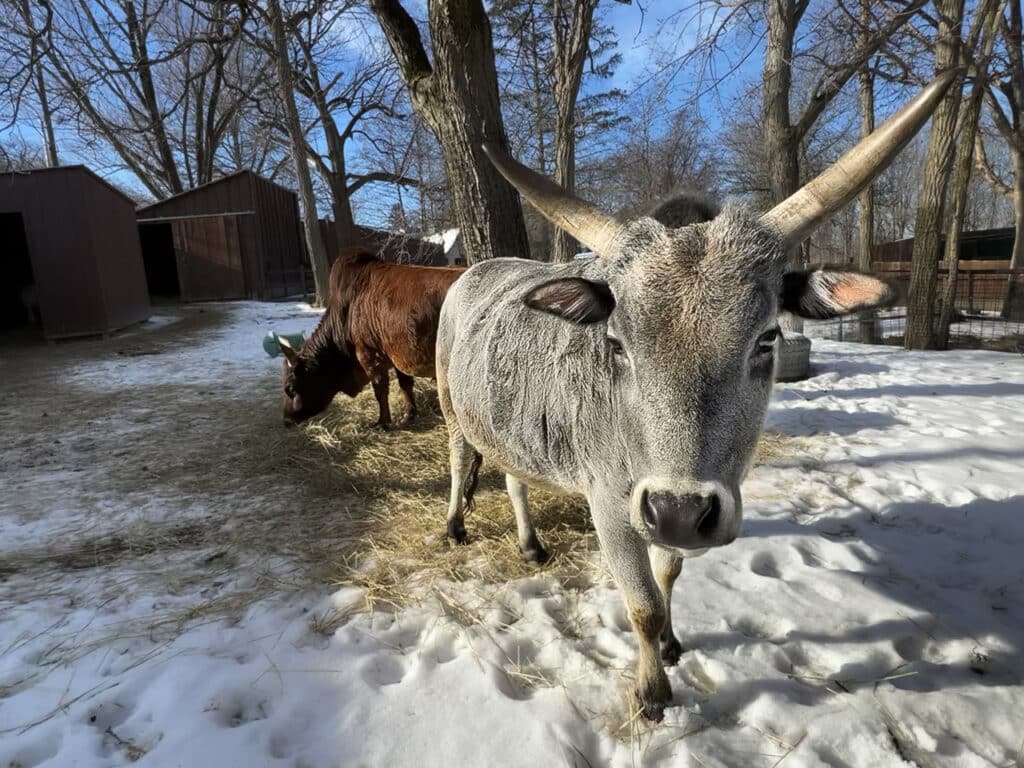 A gray Zebu, a type of domestic cattle, at the zoo on a snowy day.