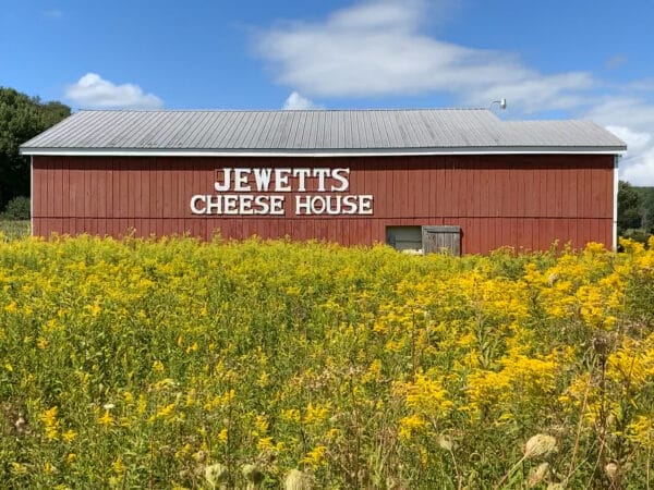 A field of yellow wildflowers and a red barn that says "Jewetts Cheese House" on the front of it.