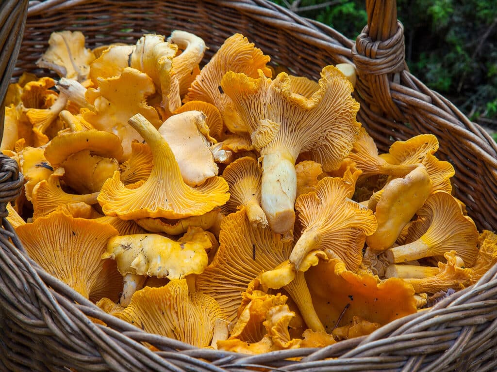 Basket of orange chanterelle mushrooms. 
