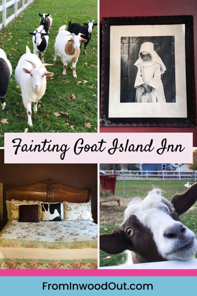 Pinterest graphic with four images from inn: a spooky black and white photo of a child, a goat looking at the camera, a guest room, and a small herd of goats walking toward the camera. 