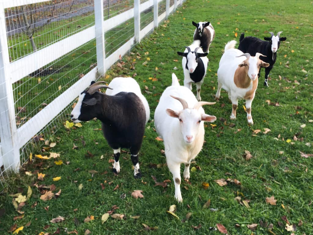 Six goats in a pen walking toward the camera. 