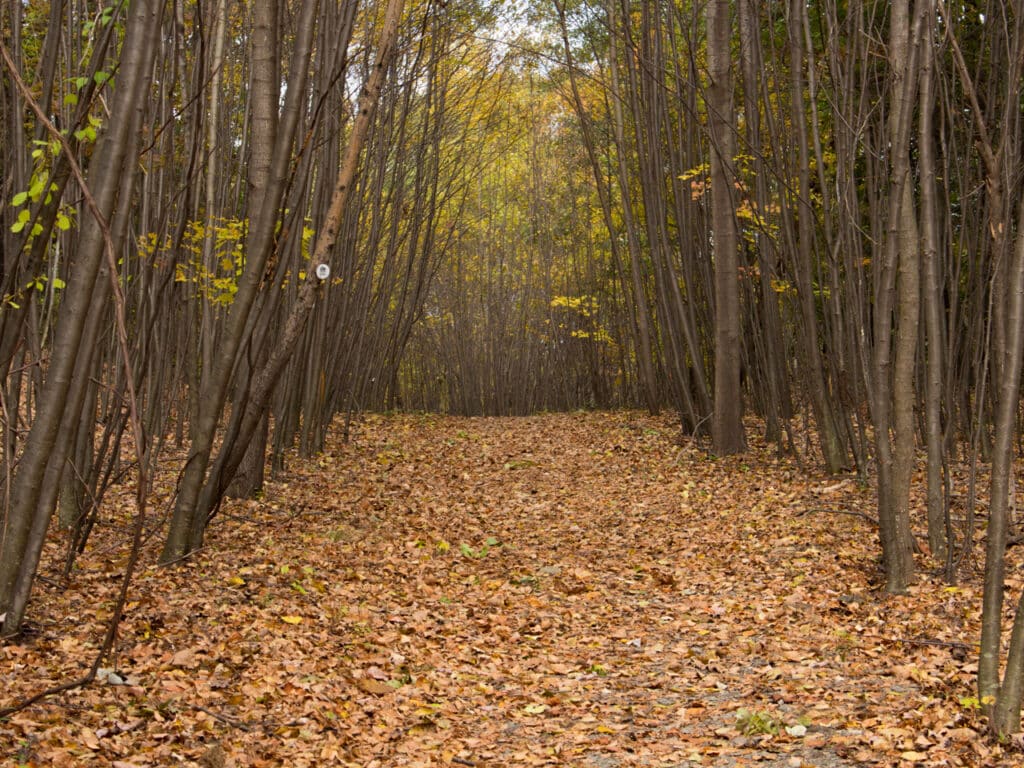 A hiking trail covered with fallen autumn leaves.