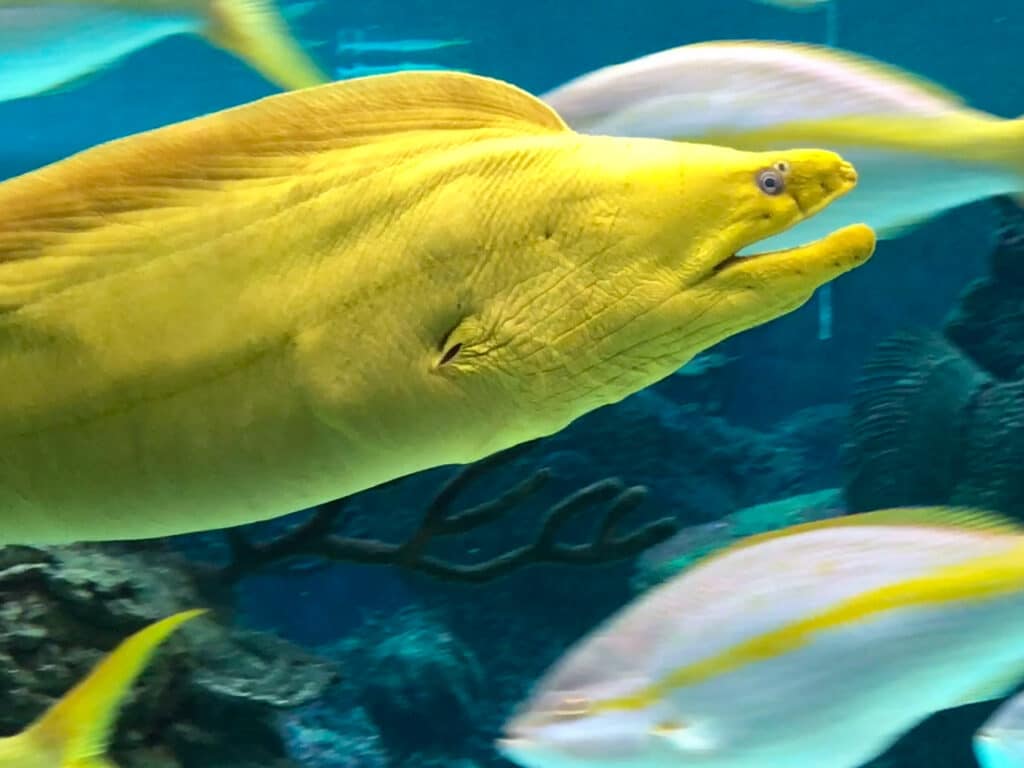 A yellow moray eel